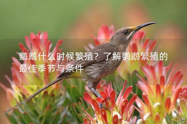 鹦鹉什么时候繁殖？了解鹦鹉繁殖的最佳季节与条件