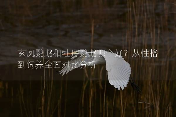 玄凤鹦鹉和牡丹鹦鹉哪个好？从性格到饲养全面对比分析