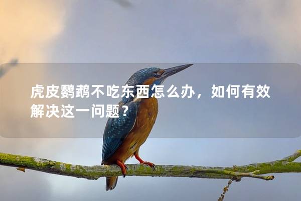虎皮鹦鹉不吃东西怎么办，如何有效解决这一问题？