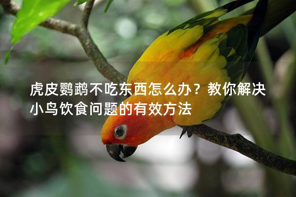 虎皮鹦鹉不吃东西怎么办？教你解决小鸟饮食问题的有效方法