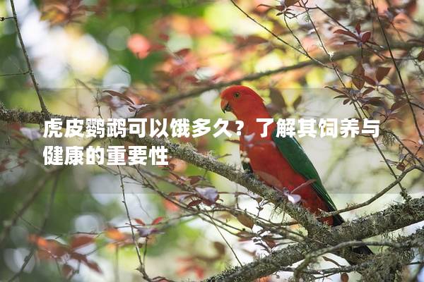 虎皮鹦鹉可以饿多久？了解其饲养与健康的重要性
