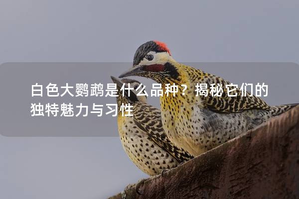 白色大鹦鹉是什么品种？揭秘它们的独特魅力与习性