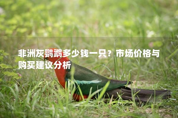非洲灰鹦鹉多少钱一只？市场价格与购买建议分析