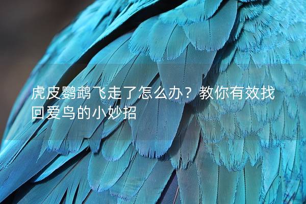 虎皮鹦鹉飞走了怎么办？教你有效找回爱鸟的小妙招