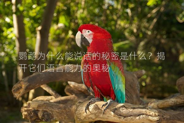 鹦鹉为什么能说话的秘密是什么？揭开它们语言能力的奥秘