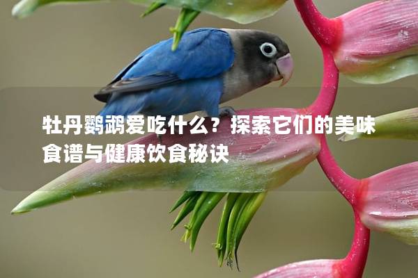 牡丹鹦鹉爱吃什么？探索它们的美味食谱与健康饮食秘诀