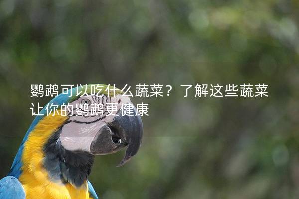 鹦鹉可以吃什么蔬菜？了解这些蔬菜让你的鹦鹉更健康