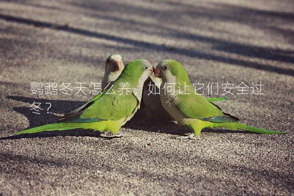 鹦鹉冬天怎么养，如何让它们安全过冬？