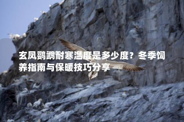 玄凤鹦鹉耐寒温度是多少度？冬季饲养指南与保暖技巧分享