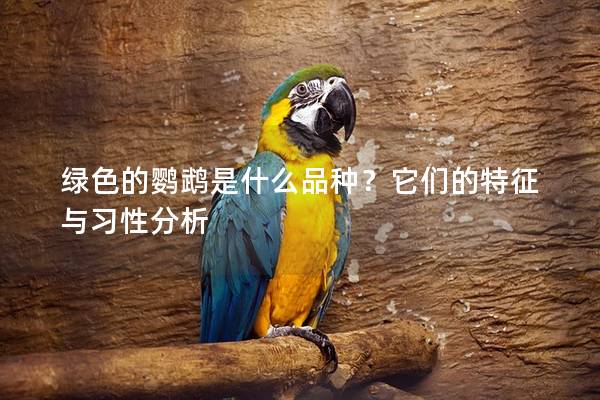 绿色的鹦鹉是什么品种？它们的特征与习性分析