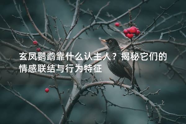 玄凤鹦鹉靠什么认主人？揭秘它们的情感联结与行为特征