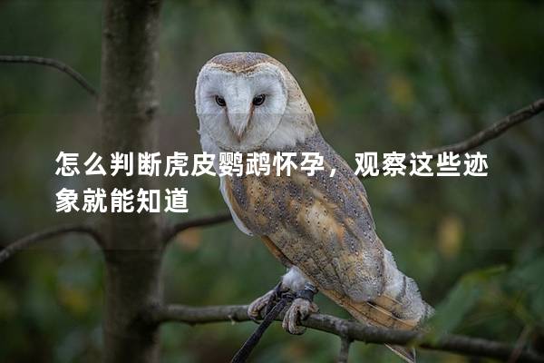 怎么判断虎皮鹦鹉怀孕，观察这些迹象就能知道