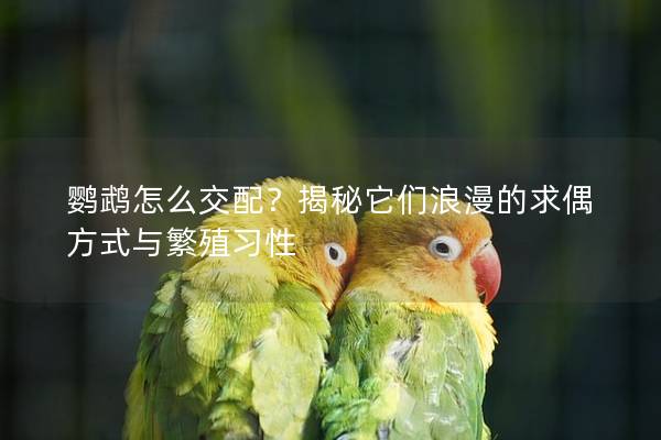 鹦鹉怎么交配？揭秘它们浪漫的求偶方式与繁殖习性