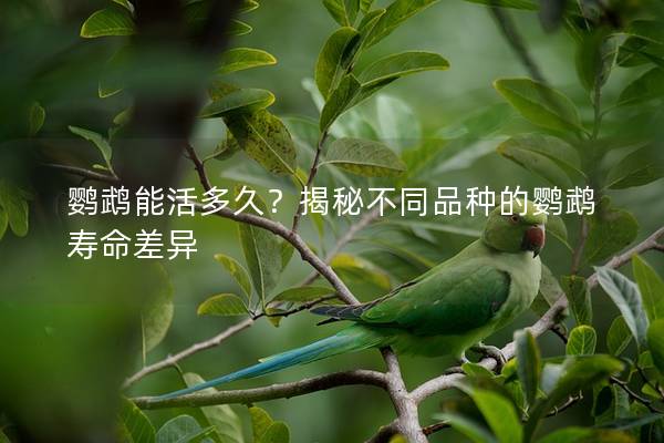 鹦鹉能活多久？揭秘不同品种的鹦鹉寿命差异