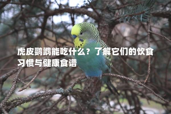 虎皮鹦鹉能吃什么？了解它们的饮食习惯与健康食谱