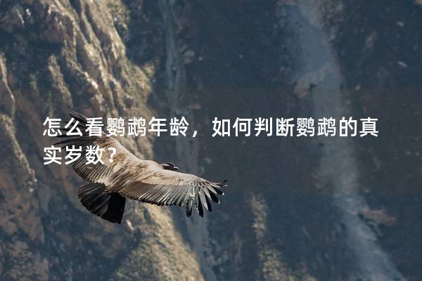 怎么看鹦鹉年龄，如何判断鹦鹉的真实岁数？
