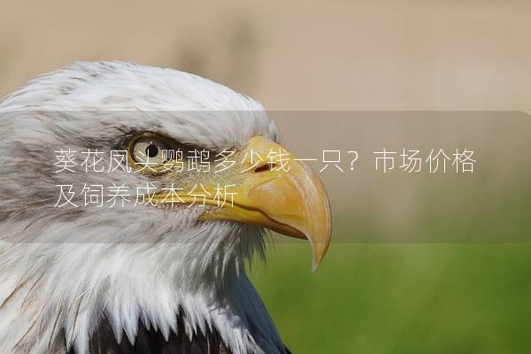 葵花凤头鹦鹉多少钱一只？市场价格及饲养成本分析