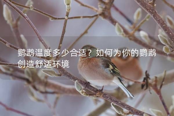 鹦鹉温度多少合适？如何为你的鹦鹉创造舒适环境