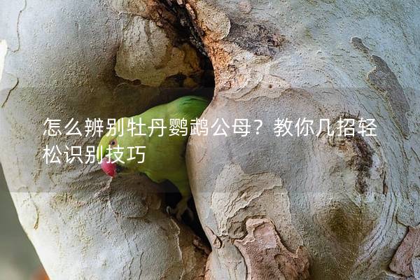怎么辨别牡丹鹦鹉公母？教你几招轻松识别技巧