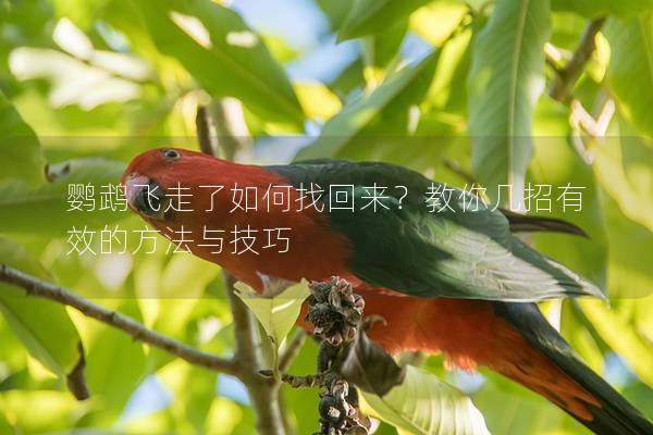 鹦鹉飞走了如何找回来？教你几招有效的方法与技巧