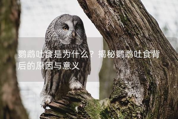 鹦鹉吐食是为什么？揭秘鹦鹉吐食背后的原因与意义