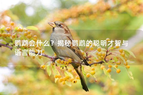 鹦鹉会什么？揭秘鹦鹉的聪明才智与语言能力