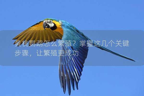 黄桃鹦鹉怎么繁殖？掌握这几个关键步骤，让繁殖更成功