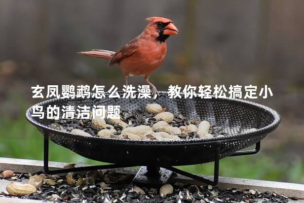 玄凤鹦鹉怎么洗澡，教你轻松搞定小鸟的清洁问题