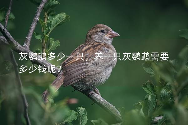 灰鹦鹉多少一只，养一只灰鹦鹉需要多少钱呢？
