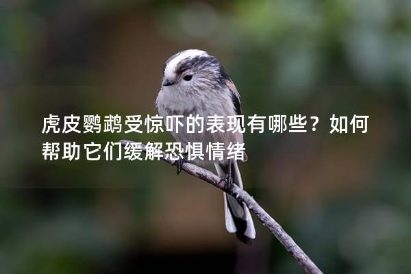 虎皮鹦鹉受惊吓的表现有哪些？如何帮助它们缓解恐惧情绪