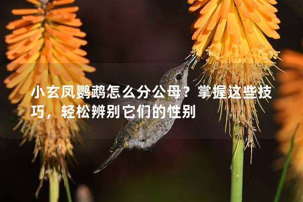 小玄凤鹦鹉怎么分公母？掌握这些技巧，轻松辨别它们的性别