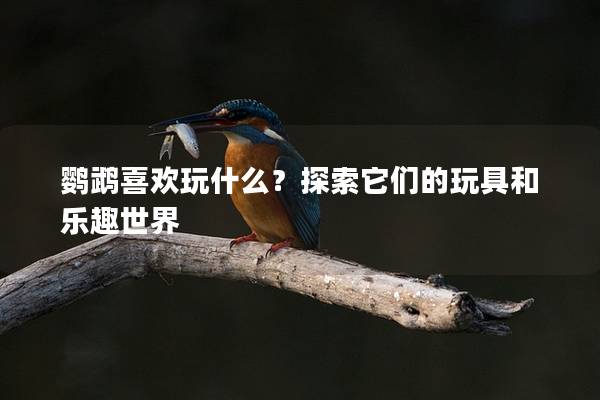 鹦鹉喜欢玩什么？探索它们的玩具和乐趣世界