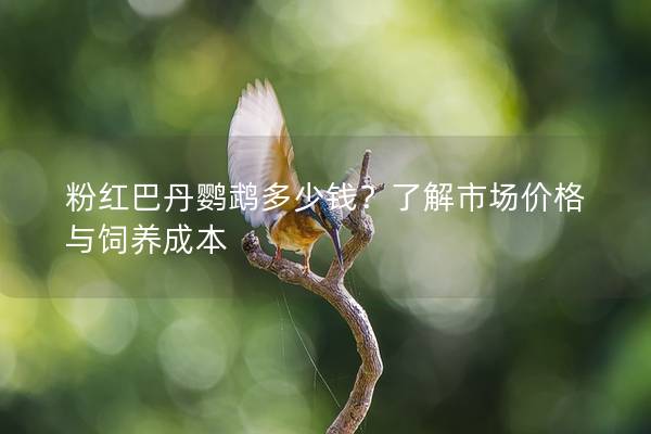 粉红巴丹鹦鹉多少钱？了解市场价格与饲养成本