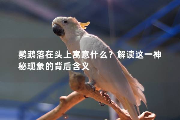 鹦鹉落在头上寓意什么？解读这一神秘现象的背后含义