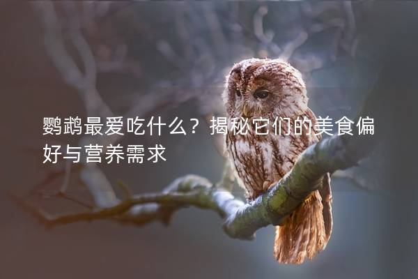 鹦鹉最爱吃什么？揭秘它们的美食偏好与营养需求