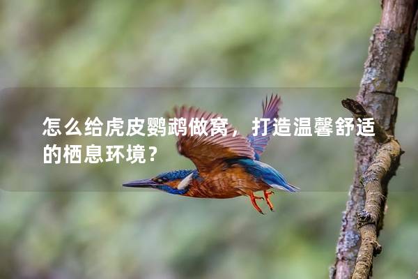 怎么给虎皮鹦鹉做窝，打造温馨舒适的栖息环境？