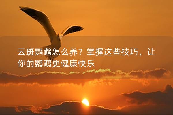 云斑鹦鹉怎么养？掌握这些技巧，让你的鹦鹉更健康快乐