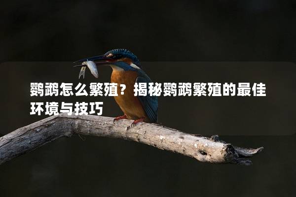 鹦鹉怎么繁殖？揭秘鹦鹉繁殖的最佳环境与技巧