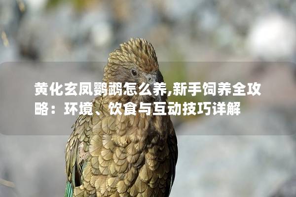 黄化玄凤鹦鹉怎么养,新手饲养全攻略：环境、饮食与互动技巧详解