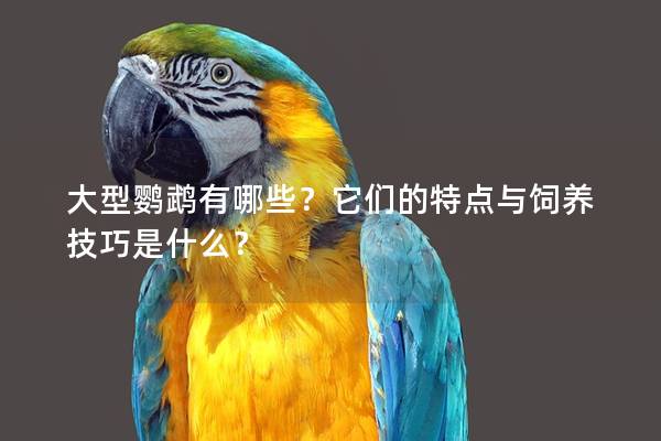 大型鹦鹉有哪些？它们的特点与饲养技巧是什么？