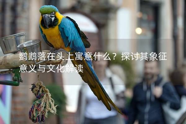 鹦鹉落在头上寓意什么？探讨其象征意义与文化解读