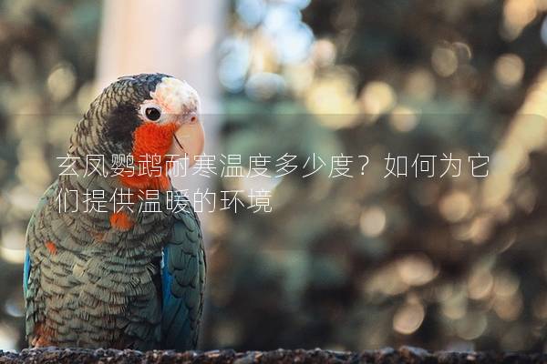 玄凤鹦鹉耐寒温度多少度？如何为它们提供温暖的环境