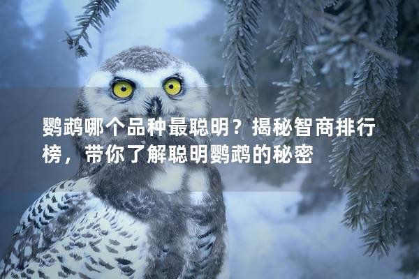 鹦鹉哪个品种最聪明？揭秘智商排行榜，带你了解聪明鹦鹉的秘密