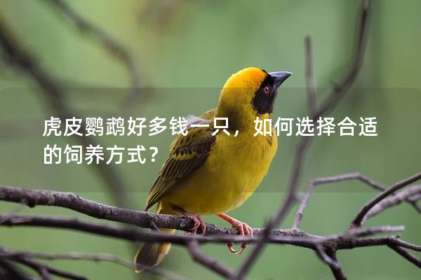 虎皮鹦鹉好多钱一只，如何选择合适的饲养方式？