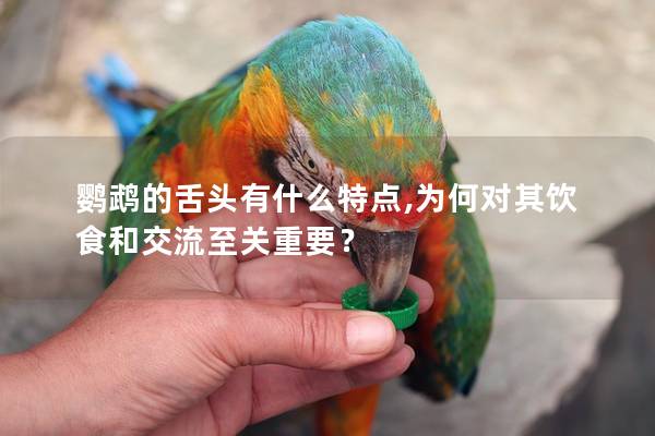 鹦鹉的舌头有什么特点,为何对其饮食和交流至关重要？