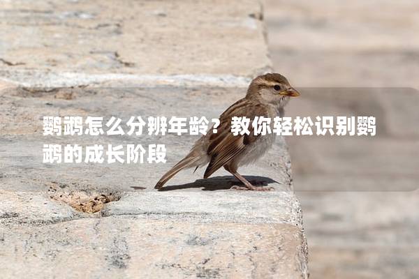 鹦鹉怎么分辨年龄？教你轻松识别鹦鹉的成长阶段