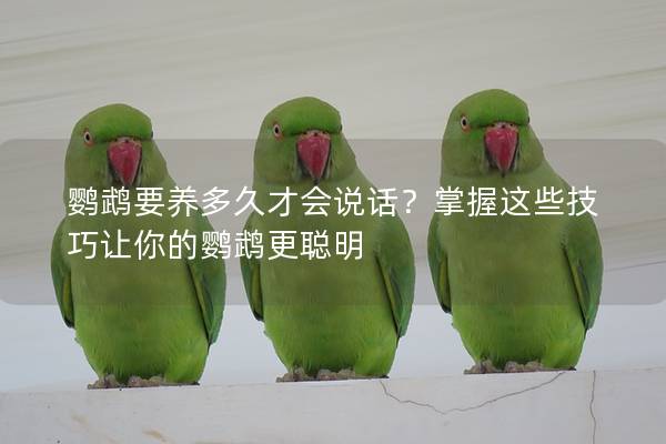 鹦鹉要养多久才会说话？掌握这些技巧让你的鹦鹉更聪明