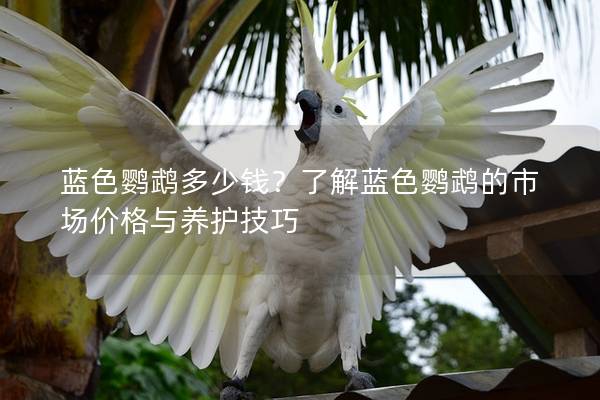蓝色鹦鹉多少钱？了解蓝色鹦鹉的市场价格与养护技巧