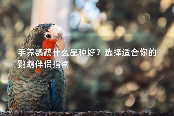 手养鹦鹉什么品种好？选择适合你的鹦鹉伴侣指南