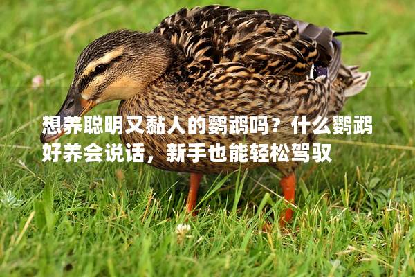 想养聪明又黏人的鹦鹉吗？什么鹦鹉好养会说话，新手也能轻松驾驭